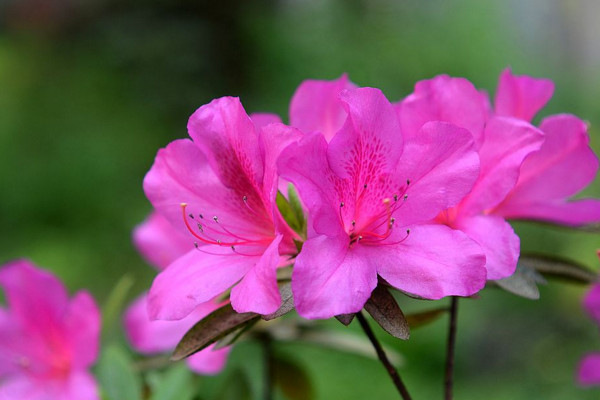 杜鹃花掉叶子怎么办