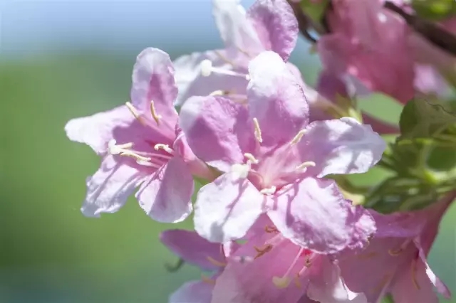 杜鹃花语 尽有这层寓意