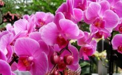 兰花花语是什么？各种兰花的花语是什么？