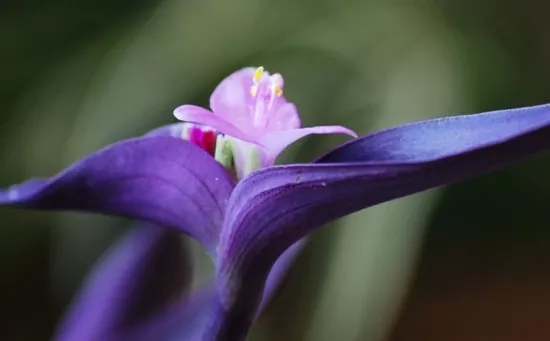 兰花花语、玉兰花花语是什么？适合送什么人？