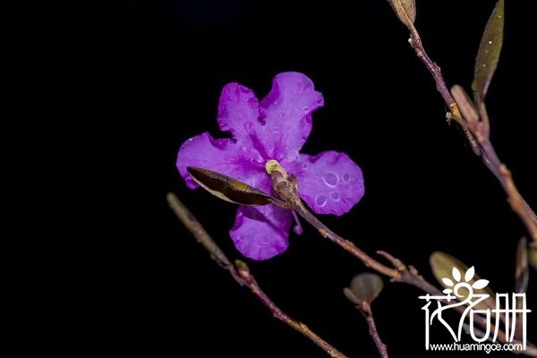 干枝杜鹃怎么养才开花，干枝杜鹃养护注意事项（不能重复开花）