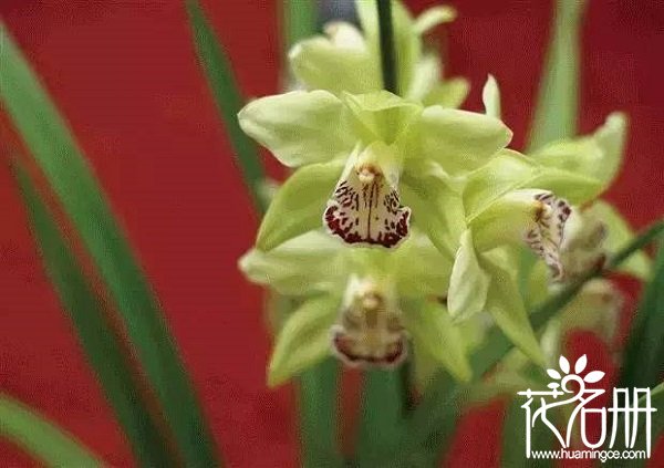 世界上最珍贵的花排行，世界最贵的花有哪些(斯里兰卡仙人掌无价)