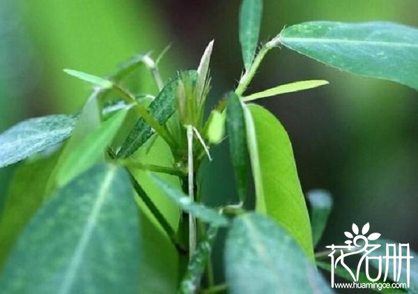 世界上最奇特的花，10种世界上最罕见奇特的花草植物