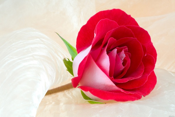 25朵红玫瑰的花语，25朵红玫瑰代表什么含义？