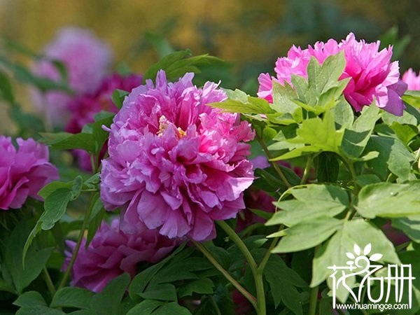 2018北京牡丹花什么时候开花，北京牡丹节时间(5月是赏花好时机)