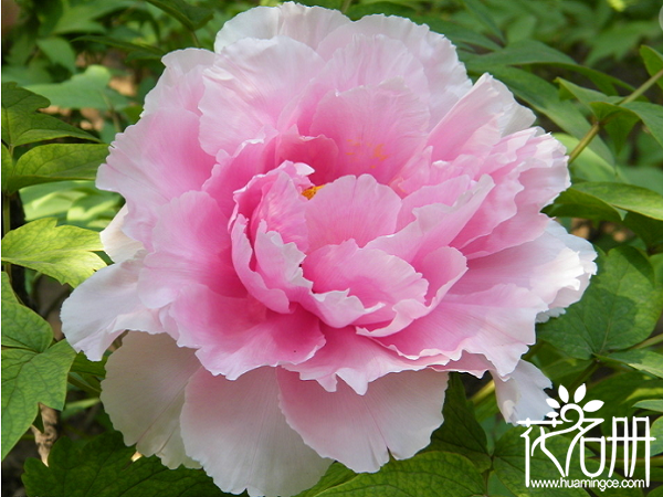 2018铜陵牡丹花什么时候开，铜陵牡丹花节是什么时候（4-5月）