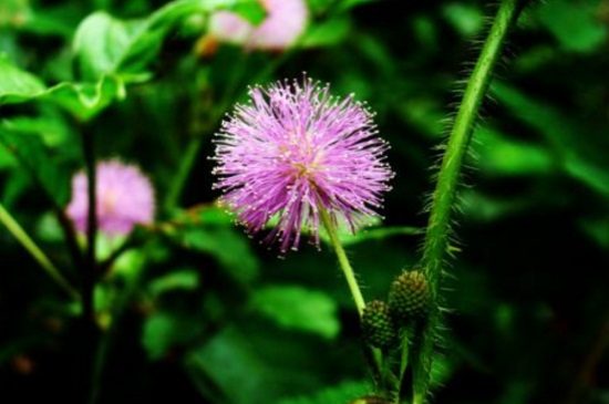 含羞草的花语及传说，花语代表害羞以及礼貌