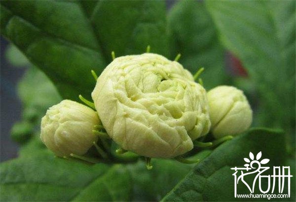 虎头茉莉什么时候开花 养虎头茉莉用什么土(6-8月份)