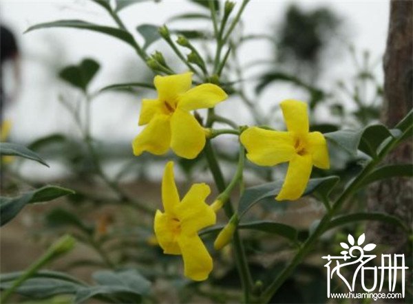 法国香水茉莉几月开花 花期长达半年（10月至翌年4月份）