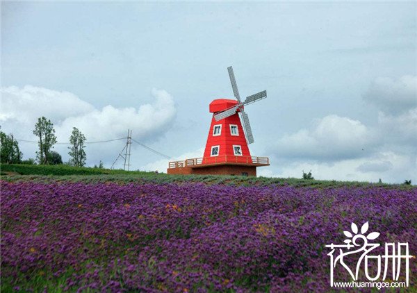 弥勒薰衣草几月份开花，花期4-10月份（花期可延续半年）