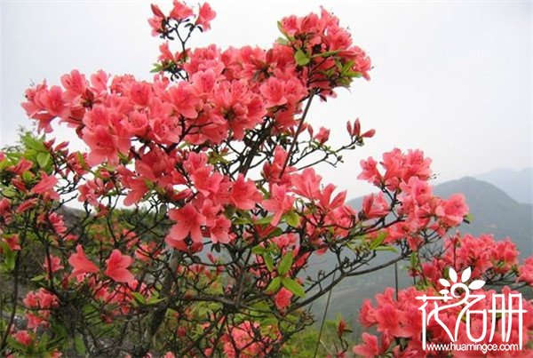 2018井冈山杜鹃花节是什么时候，杜鹃花期长达一个月(4月15-5月15)