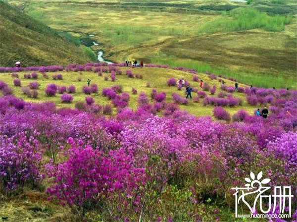 2018扎兰屯杜鹃花节时间，扎兰屯杜鹃花花节赏花攻略（4-5月）