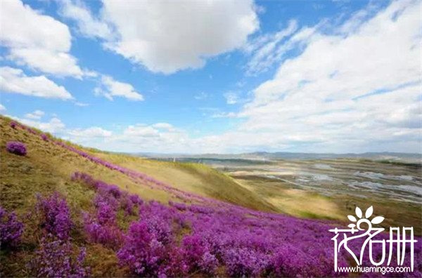 2018扎兰屯杜鹃花节时间，扎兰屯杜鹃花花节赏花攻略（4-5月）