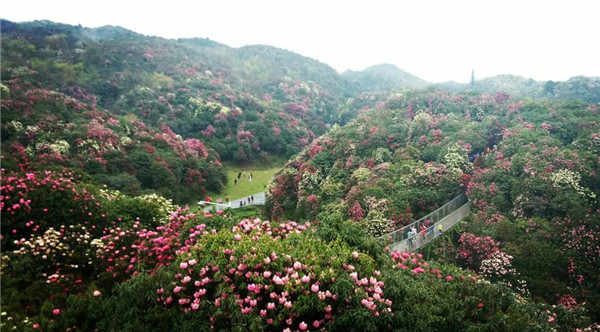 2018百里杜鹃花节什么时候，百里杜鹃门票多少钱（花期至五月下旬）