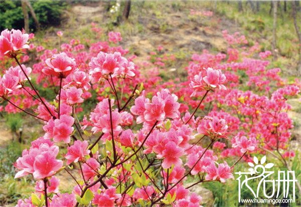 2018百里杜鹃花节什么时候，百里杜鹃门票多少钱（花期至五月下旬）