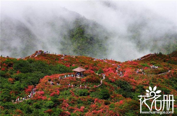 2018大围山杜鹃花节什么时候，大围山赏花攻略（4月25-5月20）