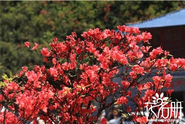 2018大围山杜鹃花节什么时候，大围山赏花攻略（4月25-5月20）