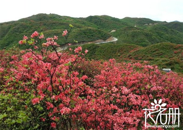 2018大围山杜鹃花节什么时候，大围山赏花攻略（4月25-5月20）