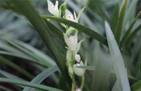 兰花为什么不开花，兰花不开花是什么原因