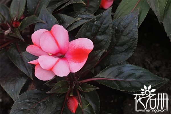 新几内亚凤仙花(五彩凤仙花)怎么养，新几内亚凤仙花种植方法