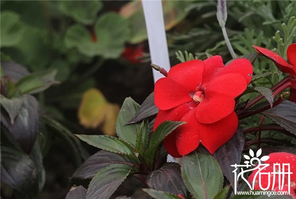 新几内亚凤仙花(五彩凤仙花)怎么养，新几内亚凤仙花种植方法