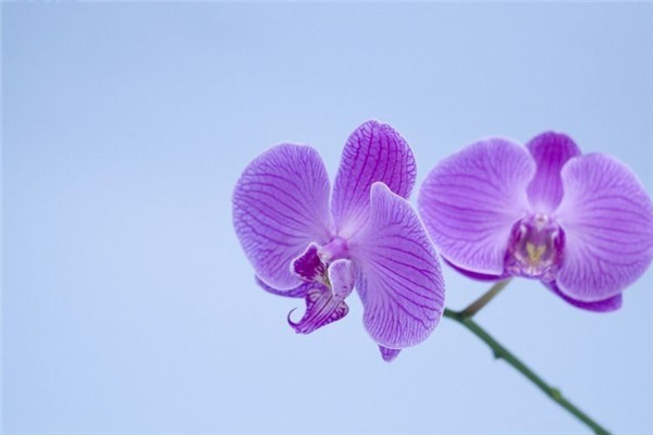 蝴蝶兰花语是什么？