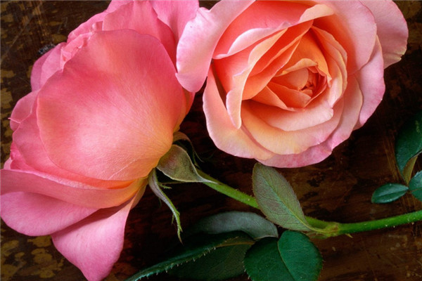 33朵戴安娜玫瑰的花语？33朵戴安娜玫瑰代表什么意思？