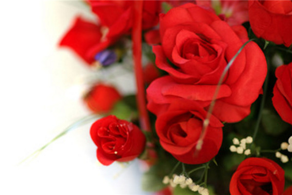 28朵红玫瑰的花语，28朵红玫瑰代表什么意思？