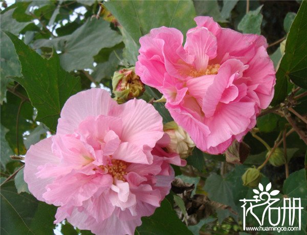 芙蓉花叶子黄了怎么办，芙蓉花叶子枯萎怎么办