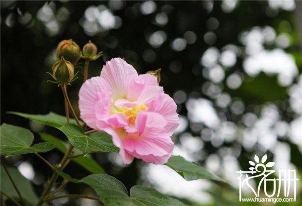 芙蓉花叶子黄了怎么办，芙蓉花叶子枯萎怎么办