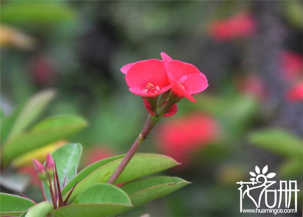 虎刺梅应该如何剪枝，幼苗期的修剪决定了它的造型