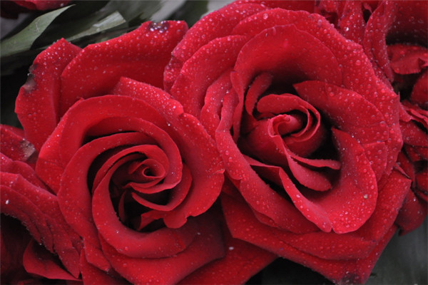 黑玫瑰花语是什么？黑玫瑰代表什么？