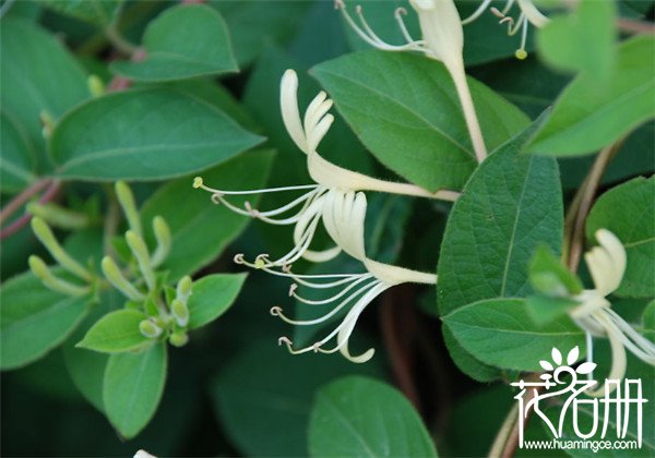 金银花什么时候种植，金银花的种植方法和注意事项