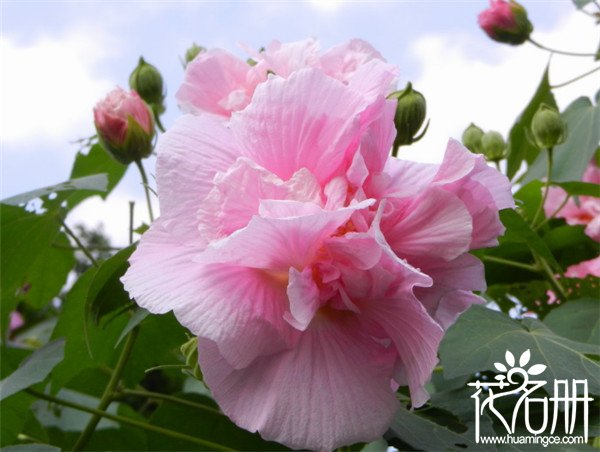 芙蓉花有几种颜色，常见芙蓉花有五大色系