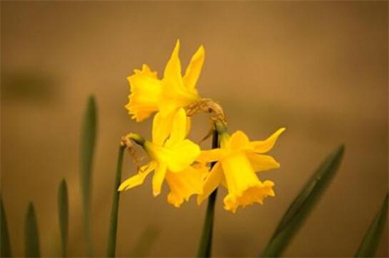 水仙花花语