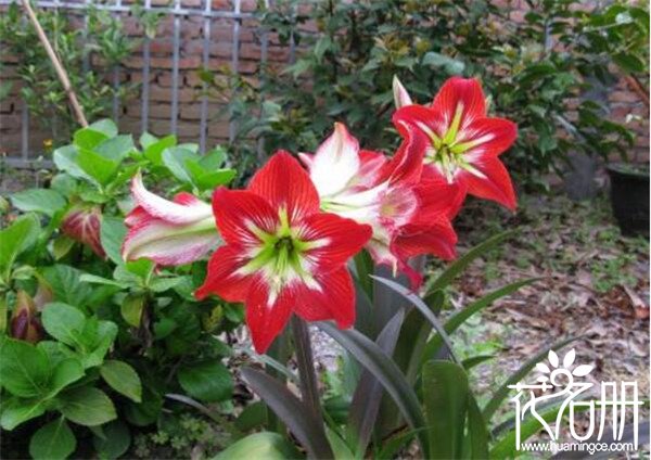 朱顶红怎么分雌雄花 朱顶红花不分雌雄(花蕊分雌雄)