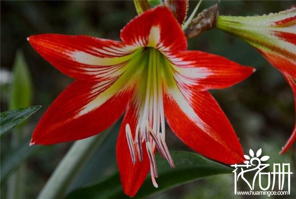 朱顶红怎么分雌雄花 朱顶红花不分雌雄(花蕊分雌雄)