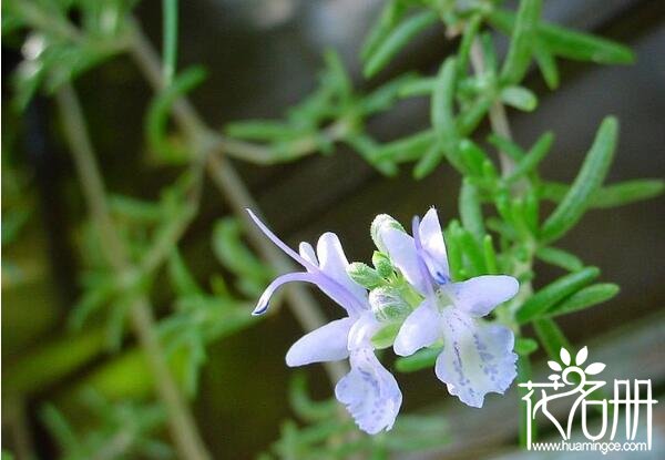 迷迭香的花语是什么 留住美好的回忆