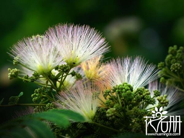 合欢花盆栽怎么种植 合欢花盆栽种植方法及注意事项