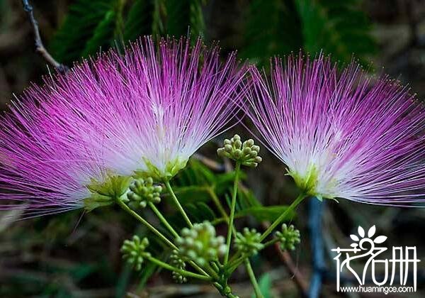 合欢花盆栽怎么种植 合欢花盆栽种植方法及注意事项