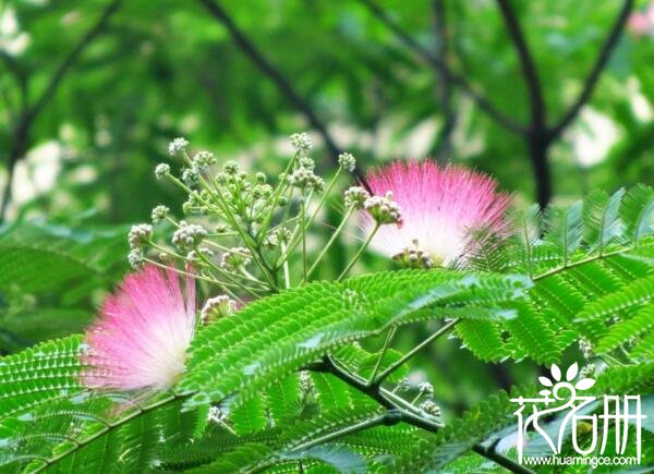 合欢花盆栽怎么种植 合欢花盆栽种植方法及注意事项