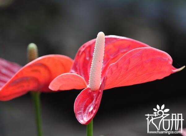 红掌不开花什么原因 红掌不开花的五个原因及解决办法