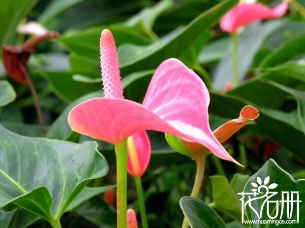 红掌花发黑怎么救 红掌花发黑的原因及补救方法