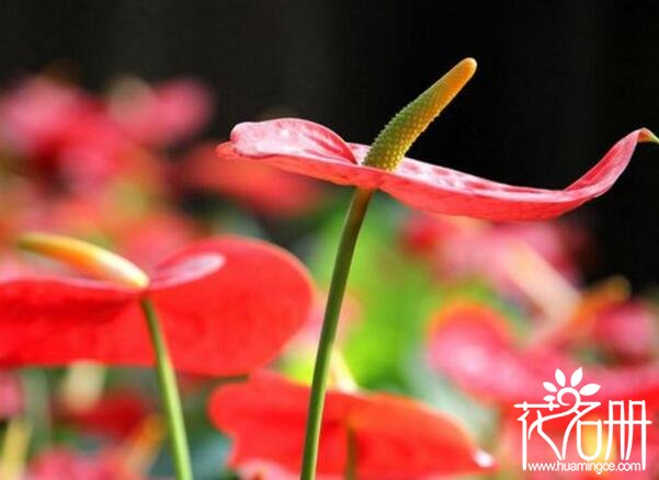 红掌花对孕妇有危害吗 红掌花汁液有毒(不建议孕妇养殖)