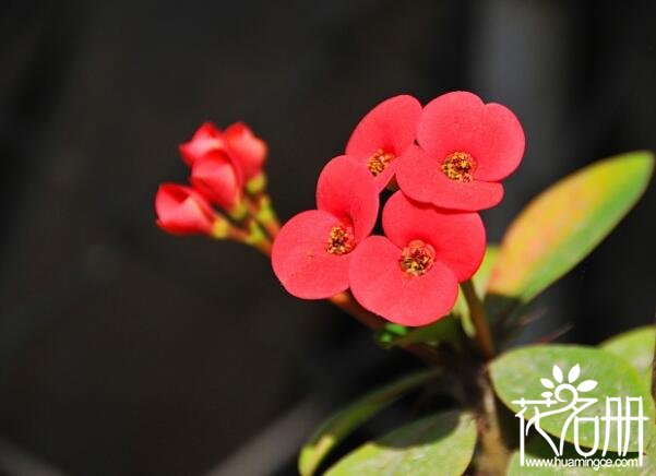 红掌花对孕妇有危害吗 红掌花汁液有毒(不建议孕妇养殖)