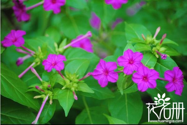 红掌花对孕妇有危害吗 红掌花汁液有毒(不建议孕妇养殖)