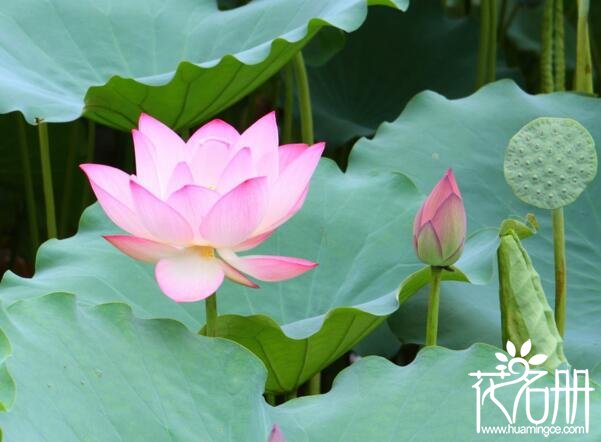 莲花和荷花的区别是什么 莲花与荷花的五大区别(莲花包含荷花)