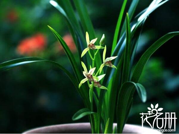 建兰什么时候长花苞 建兰长花苞的时间在5月初(花期花苞持续生长)