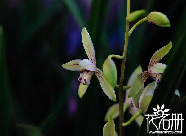 建兰什么时候长花苞 建兰长花苞的时间在5月初(花期花苞持续生长)