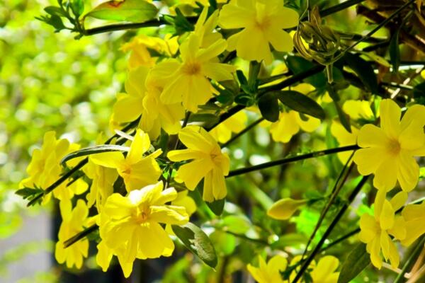 迎春花什么时候开，迎春花盆景要怎么制作